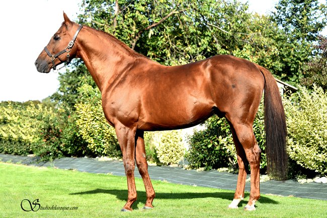 Conillon de retour au Haras de Vains - France sire