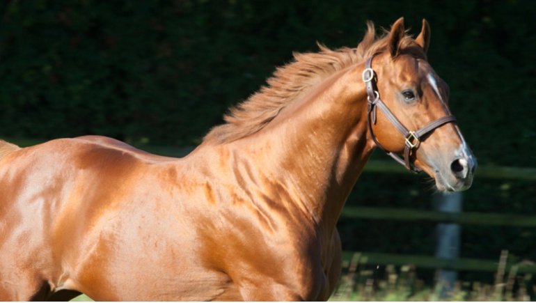 Montaigu 2019 : No Risk At All passe à 7000 € - France-sire
