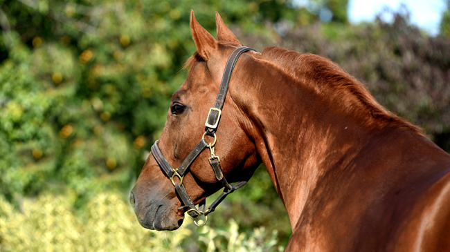 Conillon revient au Haras du Chêne Vert en 2020 - Anglocourse