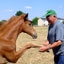 kauto star