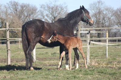 M12_Ragtime_Pontadour_Perlande_Pontadour_3