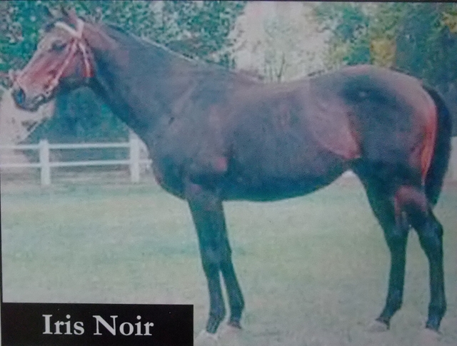Iris_Noir