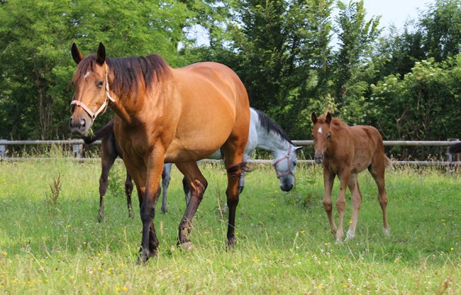 rencontre divine fiche cheval