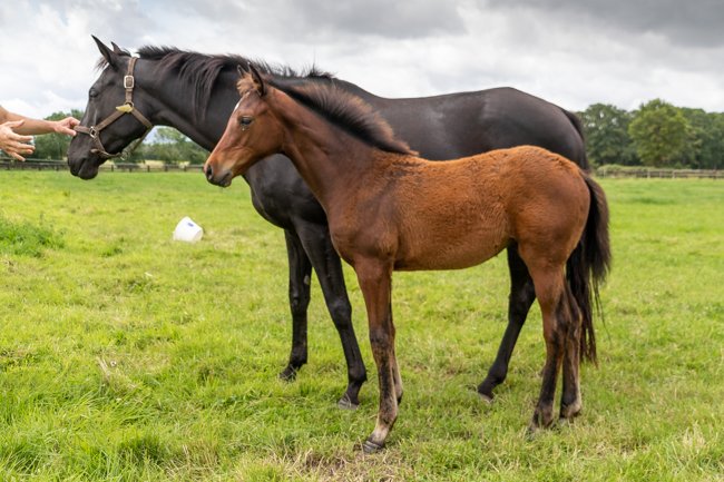 Conillon de retour au Haras de Vains - France sire