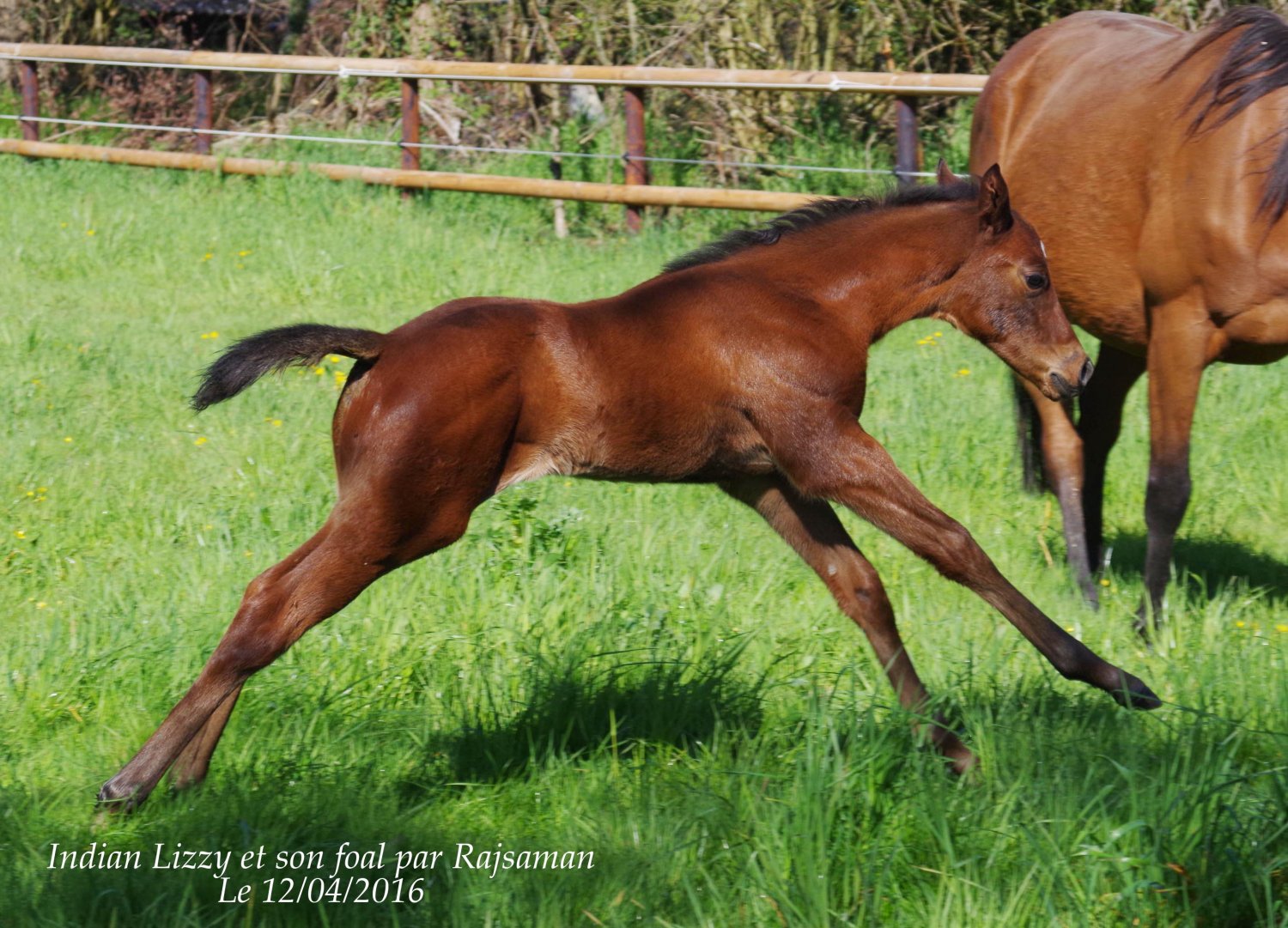 Mâle par Rajsaman (2016) Mère double gagnante à Auteuil