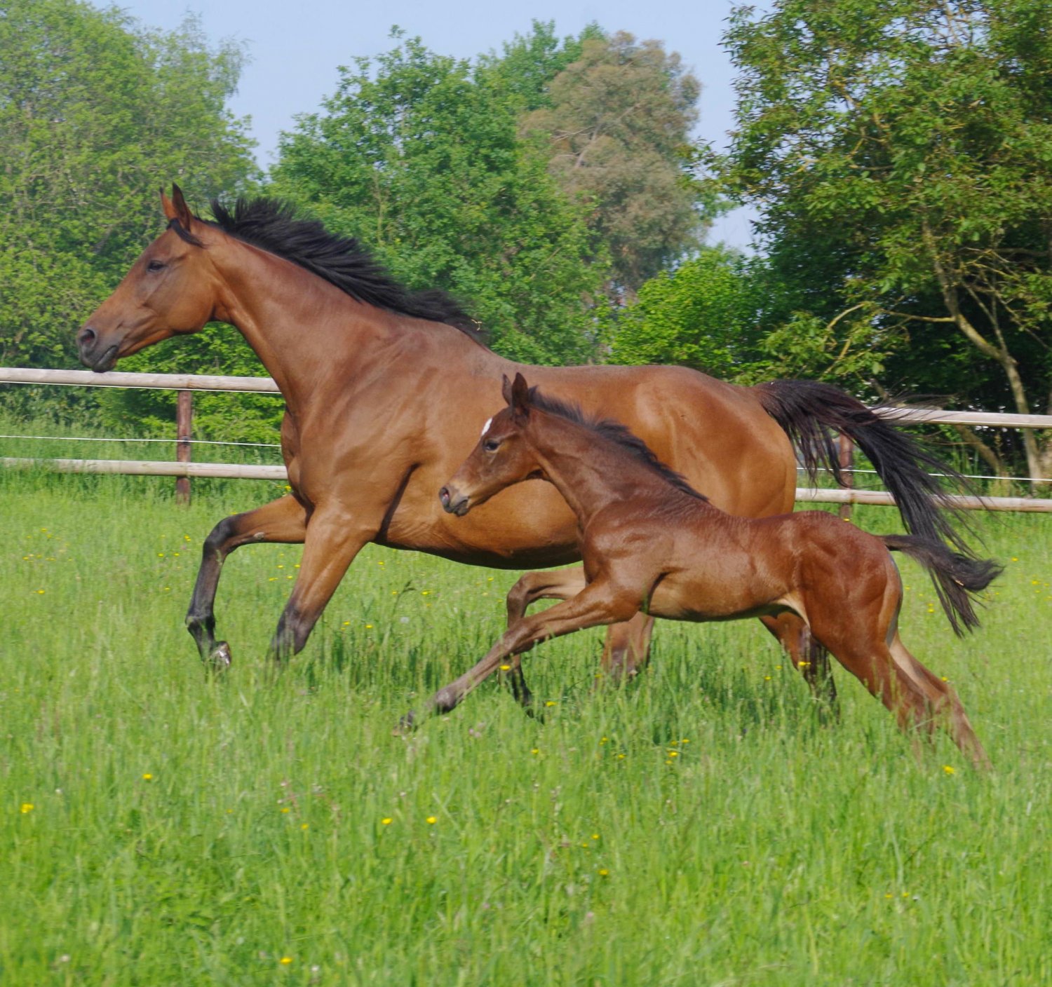 Indian lizzy et son foal par great pretender (2018)