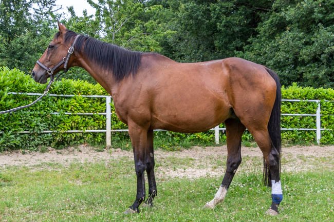 Melody du Lémo par Lesotho & Melgvine