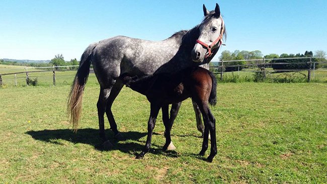 Ascra (Voix du Nord & Onysia)