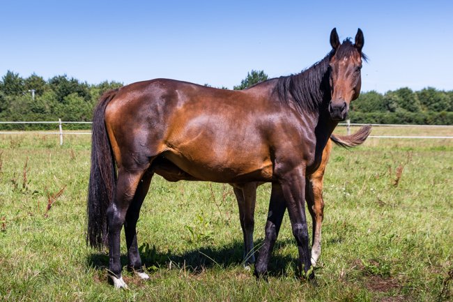 Viva Libertad par Robin des Près & Mirquille