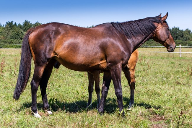 Viva Libertad par Robin des Près & Mirquille
