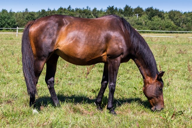 Viva Libertad par Robin des Près & Mirquille
