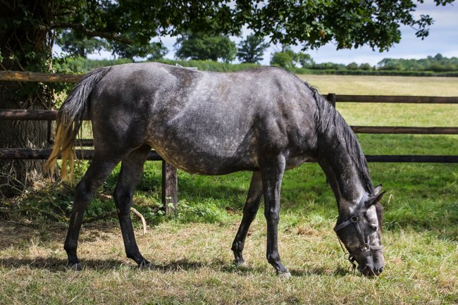 Xagere (Kendargent & Xanadu Bliss)