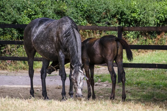 Xagere (Kendargent & Xanadu Bliss)