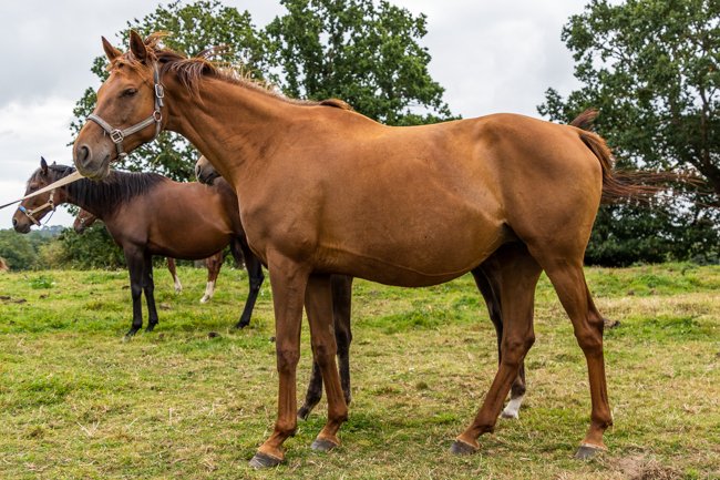 Boston Paris par Kapgarde & Humoriste