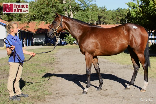 n. (f. Myboycharlie & Rime à Rien) Top Price des Ventes Osarus La Teste 3-4 sept 2019