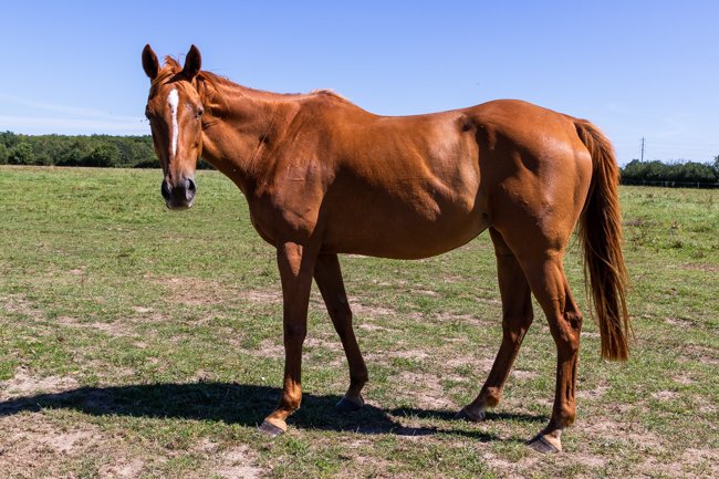 Catsalot par Momentum & Clerical Error