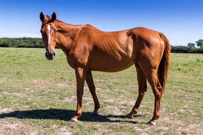 Catsalot par Momentum & Clerical Error