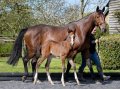 Foal Mare Australis Foal Mare Australis