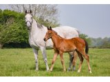 Steel Woman et Moscou foal