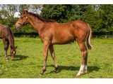n. 2021 m. Gleneagles & Absolutly Me - août 2021