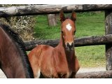 n. 2021 m. par Goliath du Berlais & Dark Fudge