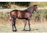 Kascade Collonges (Aout 2020)