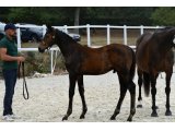 Maliko des Pins (Salina d'Airy x It's Gino)
