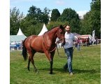 Fazamour Show AQPS 2017