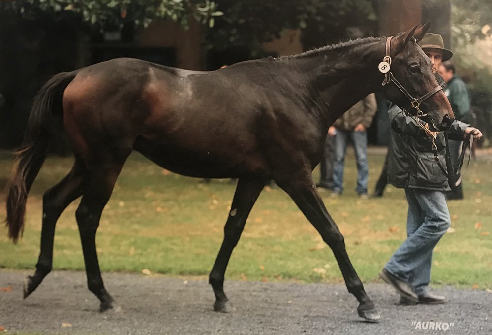 Aurko au concours de Tarbes