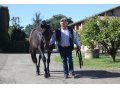 Haras des Granges - Mathieu Daguzan-Garros - Diamond Green Haras des Granges - Mathieu Daguzan-Garros - Diamond Green