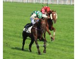 Celèbre d'Allen gagnant Prix Prince d'Ecouen (Listed ) à Auteuil.