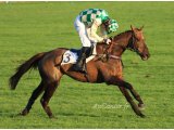 Célèbre d'Allen en roue libre pour ses débuts sur le steeple d'Auteuil.