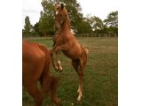 Freya Colombe (Dream Well X Krysaore Colombe) 