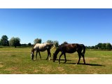 Uranie Colombe (Dark Moondancer X Krysaore Colombe) et Valse de Touzaine (Dom Alco X Isis du Mesnil)