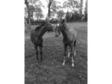 Freya Colombe (Dream Well X Krysaore Colombe) et Furies Colombe (Racinger X Notenwelt)
