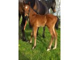 Mâle par Uranie Colombe X Tiger Groom à 1 semaine