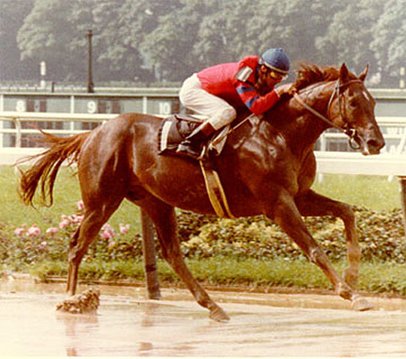 trotteur personne agée