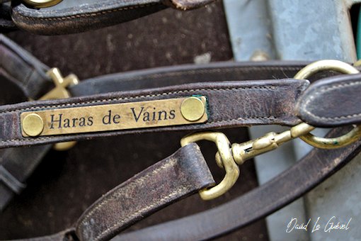 Conillon de retour au Haras de Vains - France sire