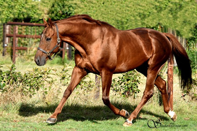 Conillon de retour au Haras de Vains - France sire