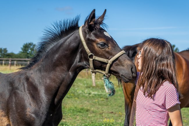 Conillon revient au Haras du Chêne Vert en 2020 - Anglocourse