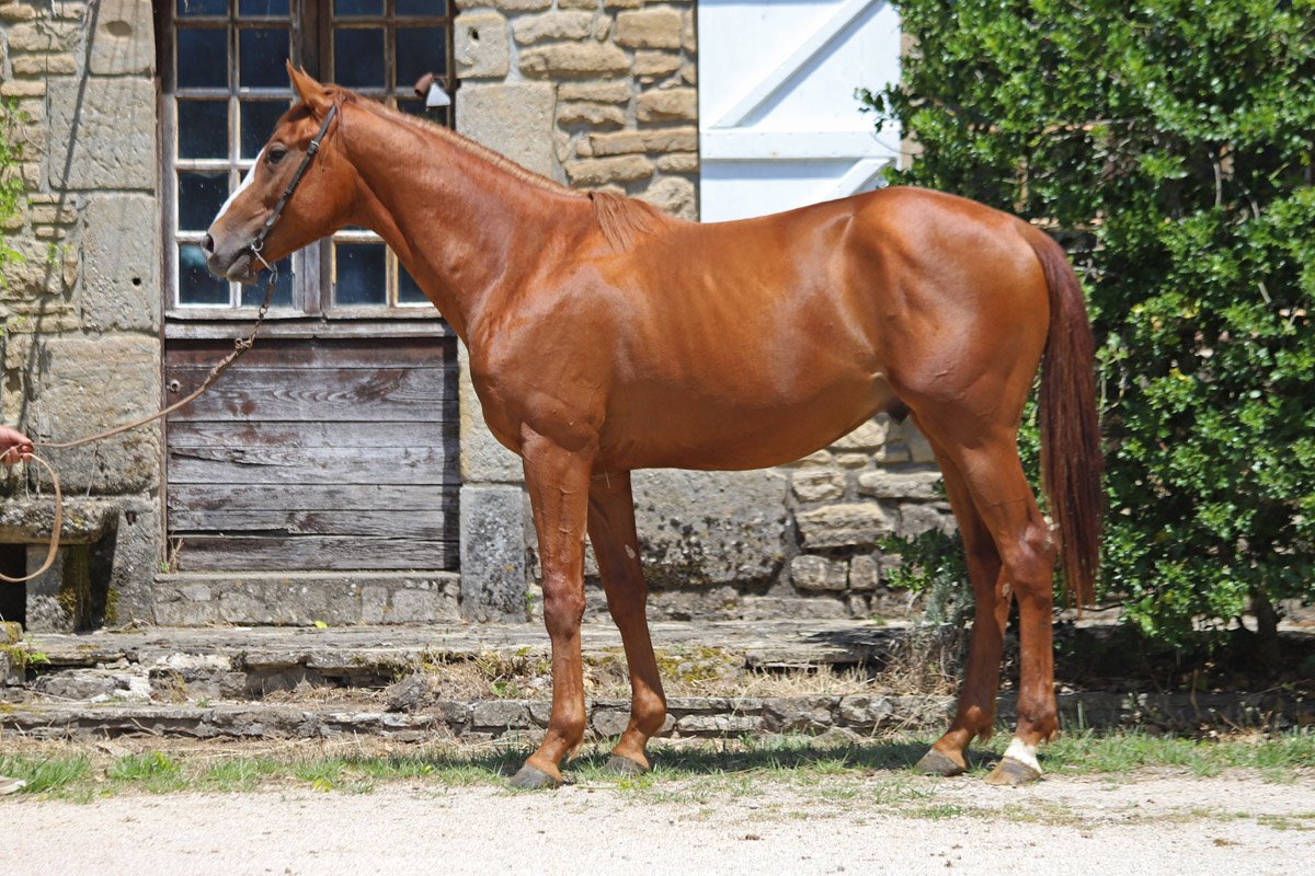 Conillon revient au Haras du Chêne Vert en 2020 - Anglocourse