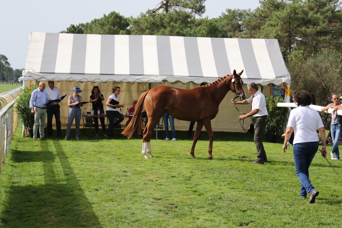 Conillon revient au Haras du Chêne Vert en 2020 - Anglocourse