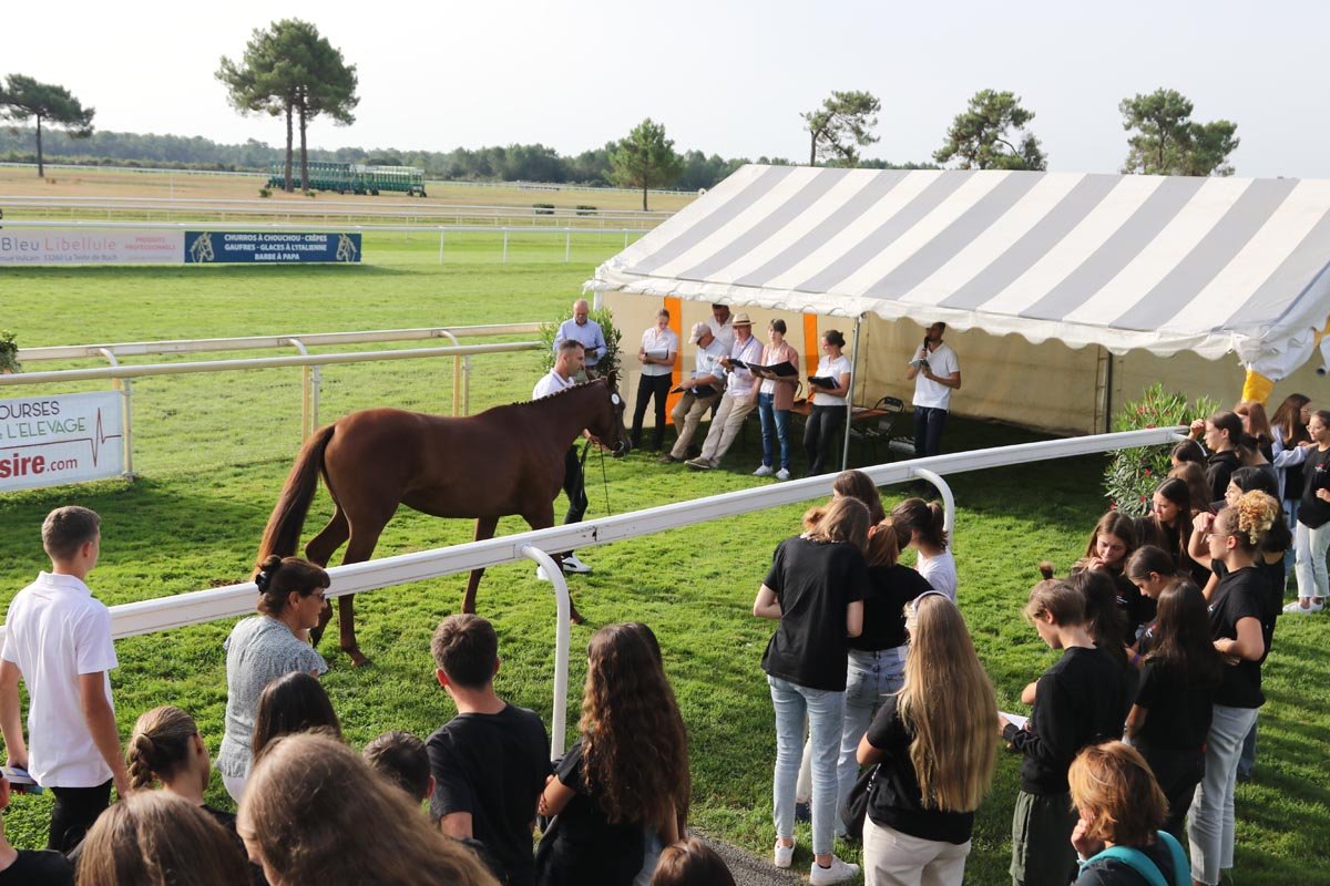 Conillon revient au Haras du Chêne Vert en 2020 - Anglocourse