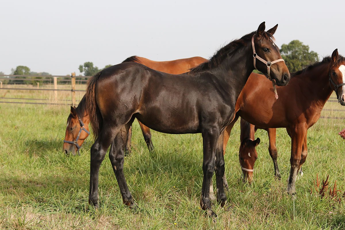 Conillon revient au Haras du Chêne Vert en 2020 - Anglocourse