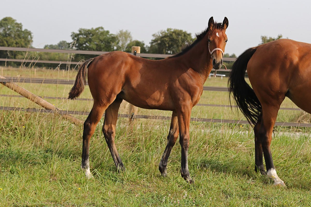 Conillon revient au Haras du Chêne Vert en 2020 - Anglocourse