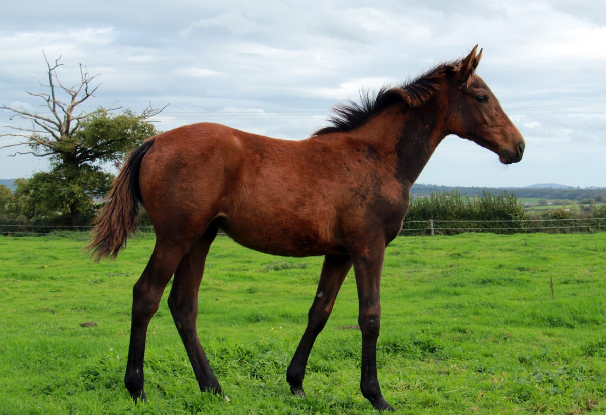 FOALS 2024 : les nouveaux espoirs de l'Elevage Figerro (G.Cillo), du ...
