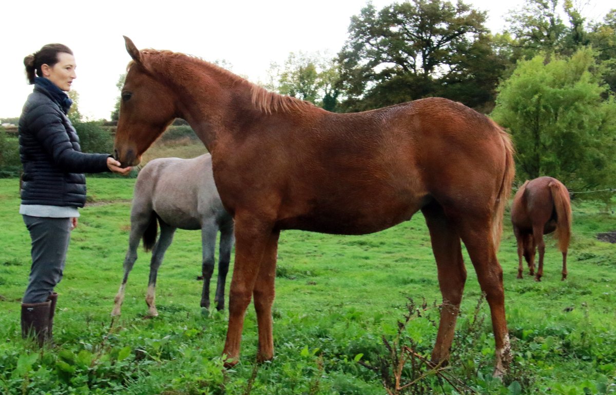 FOALS 2024 : les nouveaux espoirs de l'Elevage Figerro (G.Cillo), du ...