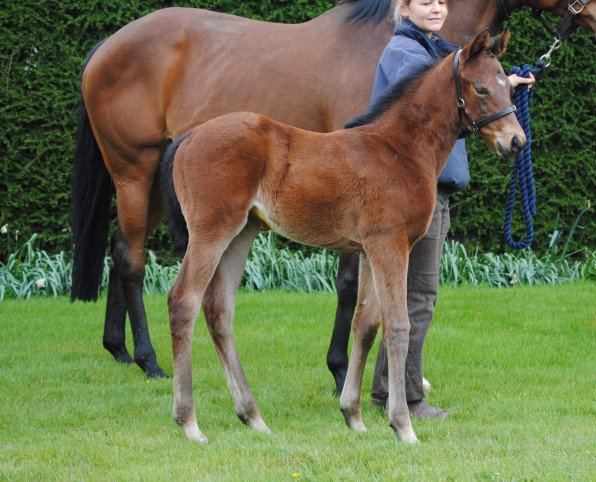 lot 89 foal