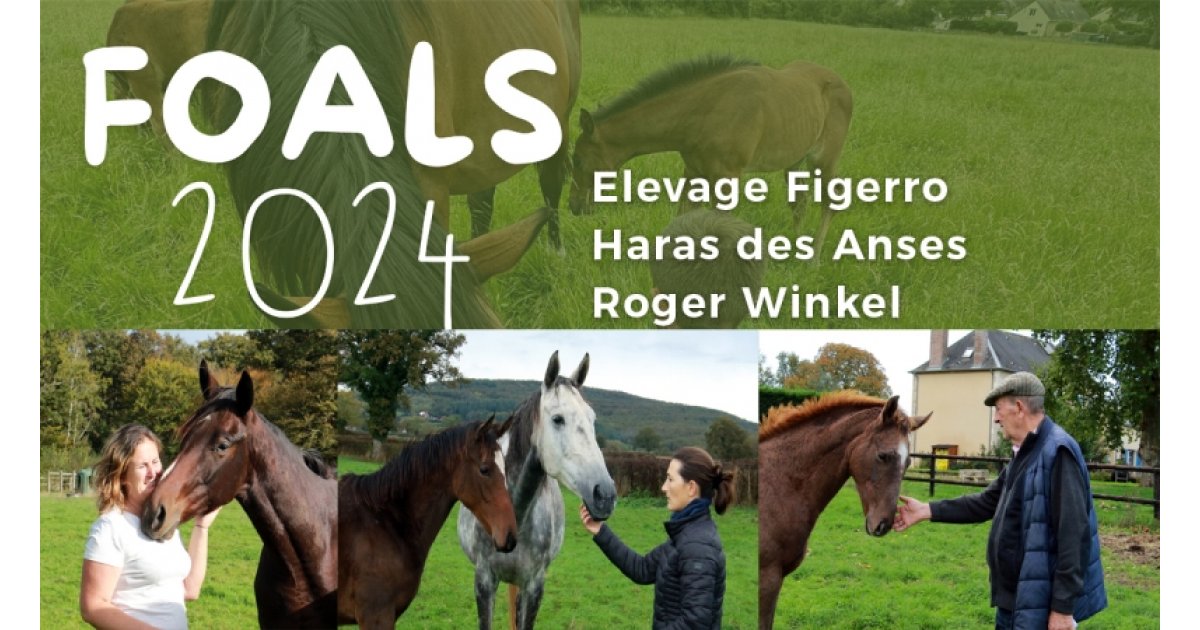 FOALS 2024 : les nouveaux espoirs de l'Elevage Figerro (G.Cillo), du ...