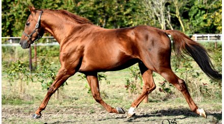 Conillon de retour au Haras de Vains - France sire